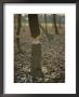 Beaver-Gnawed Box Elder Saplings Along The North Fork Of The Shenandoah River by George F. Mobley Limited Edition Print