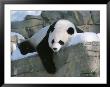 A Panda Rests In The Snow At The National Zoo In Washington, Dc by Taylor S. Kennedy Limited Edition Print