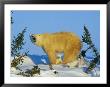 Polar Bear With Cubs by Norbert Rosing Limited Edition Print