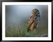 Burrowing Owl In Its Grassland Habitat by Klaus Nigge Limited Edition Print