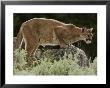 Mountain Lion Watches Its Territory From A Rock by Jim And Jamie Dutcher Limited Edition Pricing Art Print