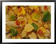 Fallen Autumn Leaves by Raymond Gehman Limited Edition Print