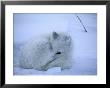An Artic Fox Curled Up In The Snow by Maria Stenzel Limited Edition Print