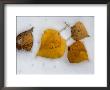 Fallen Aspen Leaves In Snow Near Moraine Lake by Raymond Gehman Limited Edition Print