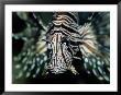 Close View Of The Face Of A Zebra Lionfish by Wolcott Henry Limited Edition Print