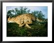 An African Cheetah Runs At The Home Of Its Owner by Michael Nichols Limited Edition Pricing Art Print