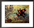 Two Poison Frogs, Possibly Adult And Juvenile by George Grall Limited Edition Print