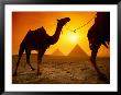 Dromedary Camels With The Pyramids Of Giza In The Background by Richard Nowitz Limited Edition Print