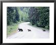 Black Bear Family, Coastal Mts, Bc Canada by Troy & Mary Parlee Limited Edition Print