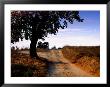 Tree On Dirt Road, Monteriggioni, Italy by Eric Kamp Limited Edition Print