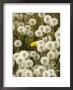 Field Of Dandelion, Sitka, Ak by Ernest Manewal Limited Edition Print