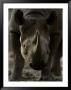 Rhinoceros At The Sedgwick County Zoo, Kansas by Joel Sartore Limited Edition Print