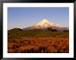 Snow-Capped Mt. Taranaki From Across Plain, Taranaki, North Island, New Zealand by Oliver Strewe Limited Edition Print