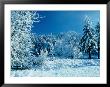 Fresh Snowfall In Rural Lane County, Oregon, Usa by Greg Gawlowski Limited Edition Print