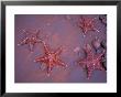 Sea Stars On Red Sandy Beach, Rabida Island, Galapagos Islands, Ecuador by Jack Stein Grove Limited Edition Print
