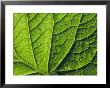 Close View Of A Leaf by George Grall Limited Edition Print
