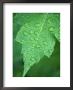 Raindrops On Leaf by Wallace Garrison Limited Edition Print