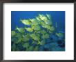 School Of Tropical Fish Underwater by Steve Essig Limited Edition Print