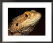 Bearded Dragon by Larry F. Jernigan Limited Edition Print