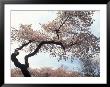 Cherry Tree, Branch Brook Park, Nj by Rudi Von Briel Limited Edition Pricing Art Print