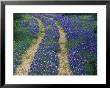 Tracks In Bluebonnets, Near Marble Falls, Texas, Usa by Darrell Gulin Limited Edition Print