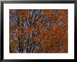 A Sugar Maple Blazes With Fall Color by Roy Gumpel Limited Edition Pricing Art Print