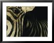 A Zebra Looks Down At The Photographer by Steve Winter Limited Edition Pricing Art Print