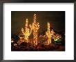 Cacti Decorated For Christmas, Phoenix, Az by Ewing Galloway Limited Edition Pricing Art Print