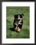 Bernese Mountain Puppy Running by Petra Wegner Limited Edition Pricing Art Print