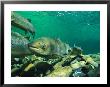 School Of Atlantic Salmon Hold In A Clear River Waiting To Spawn by Paul Nicklen Limited Edition Print