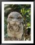 Tawny Frogmouth Bird by George Grall Limited Edition Pricing Art Print
