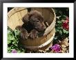 Chocolate Labrador Retriever In Basket by Lynn M. Stone Limited Edition Print