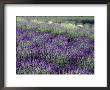 Lavender Fields In Sequim, Olympic Peninsula, Washington, Usa by Jamie & Judy Wild Limited Edition Print
