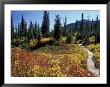 Beach Lake Trail With Fall Color, Mt. Rainier National Park, Washington, Usa by Jamie & Judy Wild Limited Edition Pricing Art Print