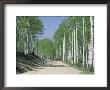 Road Through An Aspen Forest, Manti La Sal Mountains by Rich Reid Limited Edition Print