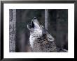 Grey Wolf Howling, Canis Lupus by Robert Franz Limited Edition Print