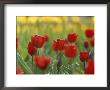 A Bed Of Red Tulips In New York City by Raul Touzon Limited Edition Print