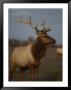 A View Of A Tule Elk With Large Antlers Standing In The Grass by Bates Littlehales Limited Edition Print
