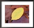 Ironwood Leaf In Fall, Sandy Point Trail, Stratham, New Hampshire, Usa by Jerry & Marcy Monkman Limited Edition Print