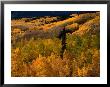 Autumn Colours Of The Elk Mountains In Colorado, Usa by Mark Newman Limited Edition Pricing Art Print
