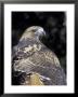 Red-Tailed Hawk Showing Tail Colors, Wildlife West Nature Park, New Mexico, Usa by Maresa Pryor Limited Edition Print