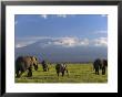 Elephant, Mt. Kilimanjaro, Masai Mara National Park, Kenya by Peter Adams Limited Edition Print