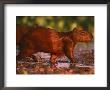 Capybara, Pantanal, Brazil by Pete Oxford Limited Edition Print