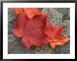 Sugar Maple Foliage In Fall, Rye, New Hampshire, Usa by Jerry & Marcy Monkman Limited Edition Print