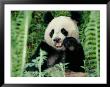 Panda In The Forest, Wolong, Sichuan, China by Keren Su Limited Edition Print