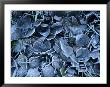 Frosty Leaves Cover The Ground On A Winters Day In Ireland by Todd Gipstein Limited Edition Print
