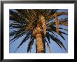 A Palm Tree In Early Morning Light by Stephen St. John Limited Edition Pricing Art Print