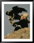 A Kazakh Man Supports His Trained Golden Eagle by David Edwards Limited Edition Pricing Art Print