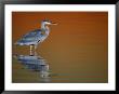 Great Blue Heron In Water At Sunset, Fort De Soto Park, St. Petersburg, Florida, Usa by Arthur Morris. Limited Edition Print