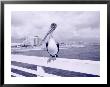 Florida Pelican On Daytona Beach Pier, Fl by Walter Bibikow Limited Edition Pricing Art Print